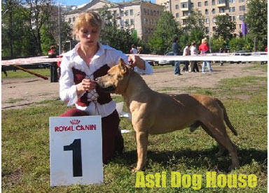 Asti Dog House Zigfrid Rivs