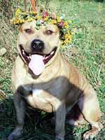 Asti Dog House Gertsog Staf